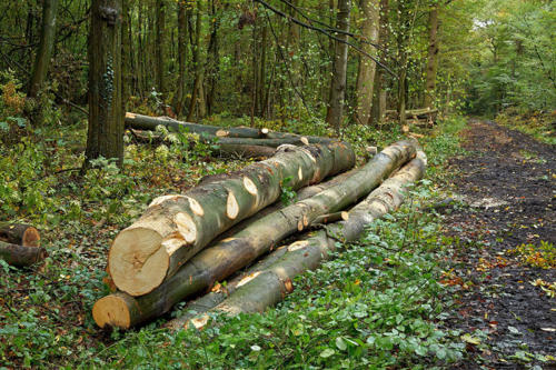 Forestry and logging. Beech trunks on the forest path
